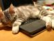 Verhindern Sie, dass Ihre Katze auf die Laptop-Tastatur klettert